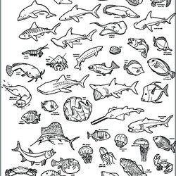 Supreme Deep Sea Creatures Coloring Pages At Free Download Animals Ocean Underwater Printable Color Print