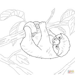 Wizard Best Baby Sloth Coloring Pages Home Family Style And Art Ideas Sloths Faultier Fresh Page Of