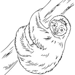 Cartoon Sloth Coloring Pages Toed Realistic