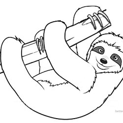 Sloth Coloring Pages Realistic Three Toed Free Printable Kids Color Print Template Tree Colouring Sheets