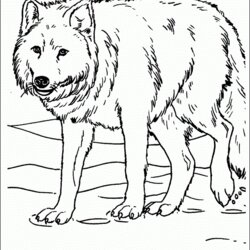 Superior Free Printable Wolf Coloring Pages For Kids Color Sheets Adults Animal Wolves Colouring Adult Print