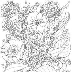 Admirable Get This Online Summer Printable Coloring Pages For Adults Flowers Adult Flower Colouring Color