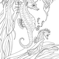 Excellent Get This Online Adults Printable Of Summer Coloring Sheets Pages Adult Ocean Colouring Seahorse