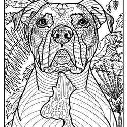 Out Of This World Get Summer Coloring Pages To Print For Adults Adult Printable Pit Bull Simple Books