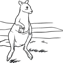 Matchless Free Printable Kangaroo Coloring Pages For Kids Kangaroos Baby Mother Pouch Drawing Silhouettes