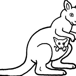 Wizard Cartoon Kangaroo Drawing At Free Download Coloring Printable Pages Joey Animals