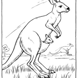 Peerless Free Printable Kangaroo Coloring Pages For Kids Print Kangaroos Color Drawing Hopping Preschoolers