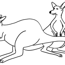 Cool Free Printable Kangaroo Coloring Pages For Kids Color Colouring Template Outline Animal Print Australia