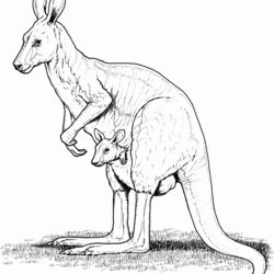 Splendid Free Printable Kangaroo Coloring Pages For Kids Animal Page Image
