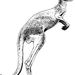 Magnificent Free Kangaroo Coloring Pages Drawing Color Red Animals Jumping Library Favorites