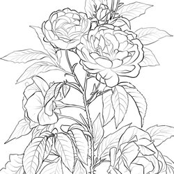 Legit Rose Coloring Pages Flower Mandala Flores Colouring Kinder