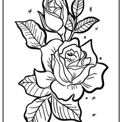 Matchless Rose Coloring Pages Original And Free Fragrant Extracted Petal Scent