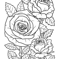 Sterling Premium Vector Rose Flower Coloring Page For Adults