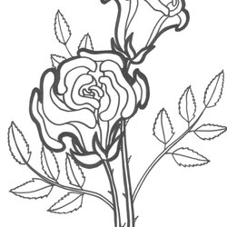 Superb Free Printable Roses Coloring Pages For Kids Rose Flower Flowers Sheets Colouring Drawing Happy Print