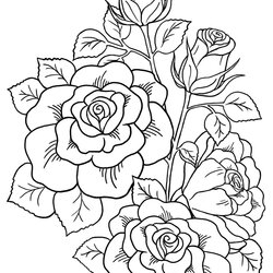 The Highest Standard Roses Printable Coloring Pages For Adults Beautiful Crafting Of