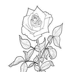 Superior Realistic Rose Coloring Pages Free Download