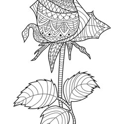 Great Rose Coloring Book Royalty For Adults Vector