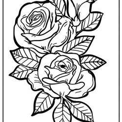 Rose Coloring Pages Original And Free