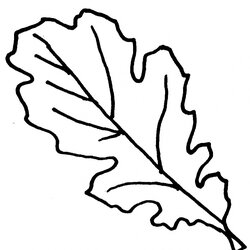 Super Get This Fall Leaves Coloring Pages For Kindergarten Leaf Oak Clip Outline Drawing Template Library