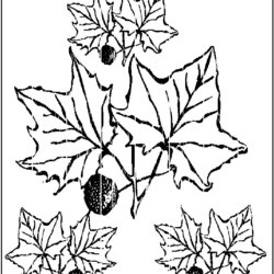 Superior Autumn Leaves Coloring Pages Free Printable Colouring For Kids