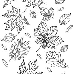Matchless Autumn Leaves Coloring Page Free Printable Pages Fall Leaf Kids Nature Sheets Choose Board