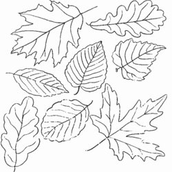 High Quality Autumn Leaf Coloring Page Home
