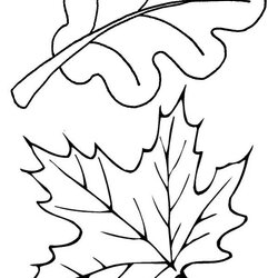 Excellent Autumn Leaves In Coloring Page Color Luna Pages Leaf Fall Oak Maple Thanksgiving Template Drawing