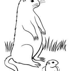 Legit Groundhog Pictures To Print Coloring Home