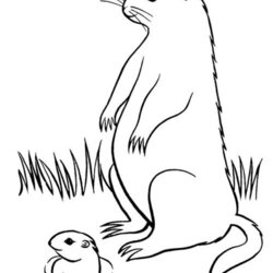 Outstanding Groundhog Coloring Activities Pages For Kids
