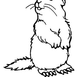Capital Groundhog Coloring Pages Best For Kids Woodchuck Print Groundhogs Printable Color Chuck Wood Sheets