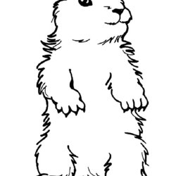 Worthy Groundhog Coloring Page Free Printable Pages Color Groundhogs Sheet Animals Print Kids Info Book