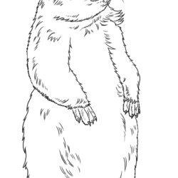 Sublime Clip Art Library Groundhog Coloring Pages Printable Drawing Groundhogs Draw Standing Sheets Colouring