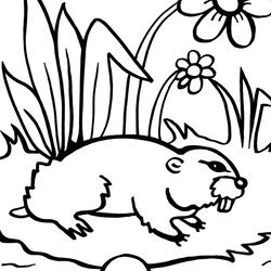 Groundhog Coloring Page Coolest Free