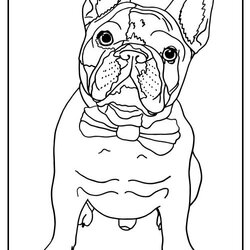 Matchless French Bulldog Coloring Page Popular Design Pages
