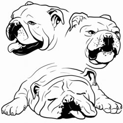 Champion Bulldog Coloring Pages Best For Kids Cute Portraits