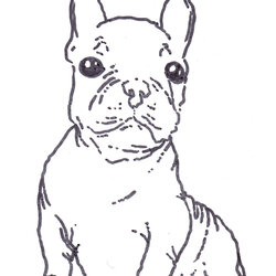 Great French Bulldog Coloring Pages Home Terrier Boston Printable Color West Cute Print Puppy Kids Drawing