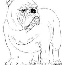 Out Of This World French Bulldog Coloring Pages Home Bulldogs