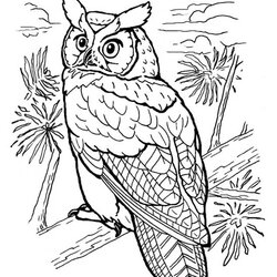Animal Coloring Pages Owl Full Of Details