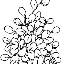 Legit Plant Coloring Pages To Download And Print For Free Plants Jade Herbs Flowers Printable Drawing Trees