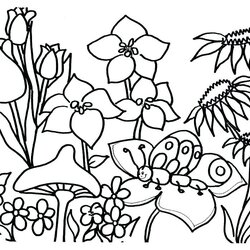 Plant Coloring Pages At Free Printable Plants Sheet Color Sheets