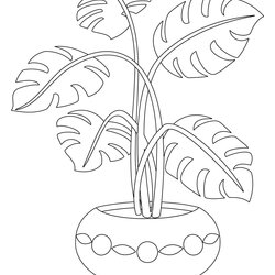 Swell Plant Colouring In Page