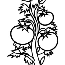 Spiffing Plant Coloring Page Home Popular