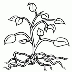 Matchless Plant Coloring Page Home Parts Pages Popular Sheet