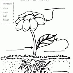 Plant Coloring Page Home Plants Parts Pages Print Popular