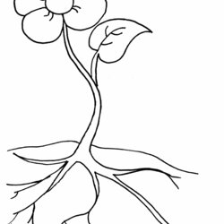 Brilliant Plant Coloring Pages To Download And Print For Free