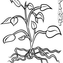 Plant Coloring Page Home Pages Plants Roots Tomato Drawing Printable Flower Flowers Print Trees Color Kids
