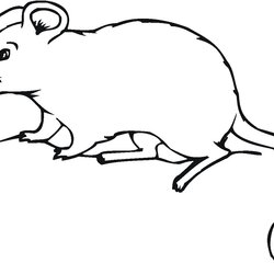 Matchless Free Printable Mouse Coloring Pages For Kids Mice Rat Cute Drawing Print House Colouring Mole