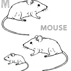 Preeminent Printable Mouse Coloring Pages For Kids Sheet Preschool Template House