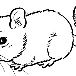 Excellent Free Printable Mouse Coloring Pages For Kids Chinchilla Dormouse Color Cute Colouring Mice Print