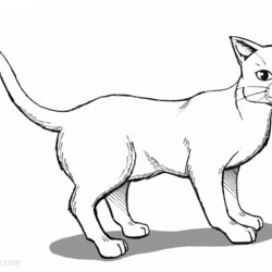 The Highest Standard Warrior Cats Coloring Pages Official Drawing Free Printable Kids Print Color